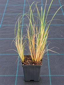 Sandhjælm  (Ammophila  arenaria) 